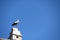 Storks in the well-known town of Rust on Lake Neusiedl in Burgenland, Austria