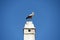 Storks in the well-known town of Rust on Lake Neusiedl in Burgenland, Austria