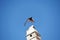 Storks in the well-known town of Rust on Lake Neusiedl in Burgenland, Austria