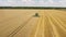 Storks on the wheat field where harvesting is taking place