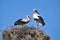 Storks in Zywkowo,Masuria,Poland