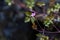Storksbill flower Geranium robertianum, herb robert