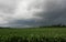 Storm above corn field