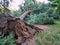 Storm blown giant pine tree