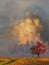 Storm cloud coming up behind single tree.