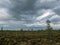 A storm cloud over swamp pines