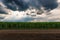 Storm clouds above green cornfield