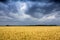 Storm Clouds Move In On Golden Wheat Field In Kansas