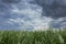 Storm clouds over corn fields