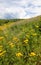 Storm clouds over field of yellow yarrow