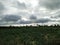 Storm clouds over the green millet plants field