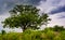 Storm clouds over a tree at Devil\'s Den in Gettysburg, Pennsylva