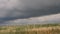 Storm clouds over a yellow grain field