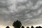 Storm clouds with silhouette pine trees in the foregrournd