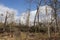 Storm damage. Broken tree in the forest