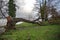 Storm damage, fallen bare tree on the flooded meadow at the lake shore after heavy weather, cloudy sky, copy space