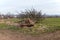 Storm damage, fallen tree