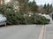 Storm damage, fallen tree