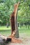 Storm damage. Fallen tree in the park after a storm