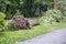 Storm damage. Fallen tree after a storm. Tornado storm damage causes a large mature tree to be broken and fell on the ground