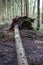 Storm damage in the forest, spruce uprooted