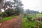 Storm damage in the Tokai forest.