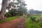 Storm damage in the Tokai forest.