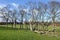 Storm damage tree felled