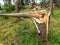 Storm damage. Trees in the forest after a storm.