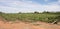 Storm Damaged Rows of Chardonnay Vines.