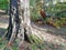 Storm damages in a beech forest