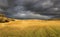 Storm in a field of yellow grass an summer afternoon