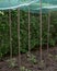 Storm of hail in a vegetable garden- protection net