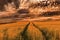 Storm over the cornfields