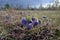 The storm passed. Spring meadow with blue flowers shot ordinary.lat. Pulsatilla vulgaris