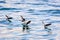 Storm petrels skating on the water