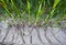 Storm runoff in corn field