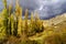 Storm skyscape. Dark clouds over trees at sunset