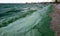 Storm washed up on the Black Sea a toxic blue-green algae (Nodularia spumigena