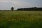 Stormclouds and flower field