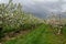 Stormclouds over an apple orchard