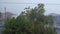 Storms beating the roadside trees, the town in the rain