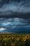 Storms Over The Sunflowers
