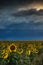 Storms Over The Sunflowers II