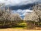 Stormy Almond Orchard Blossoms