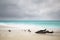 Stormy Caribbean Beach With Driftwood, Antigua