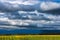 Stormy clouds over the sunflower field