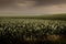 Stormy Cornfield