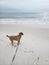 Stormy Florida dog walk gulf coast beach boardwalk