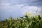 A stormy horizon with blue clouds over a cornfield